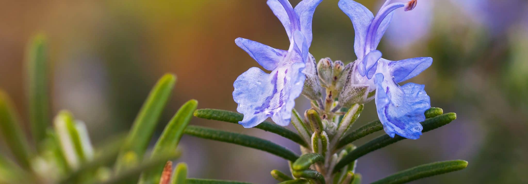 Rosemary Honey Benefits, uses and nutritional value HoneyGreen+