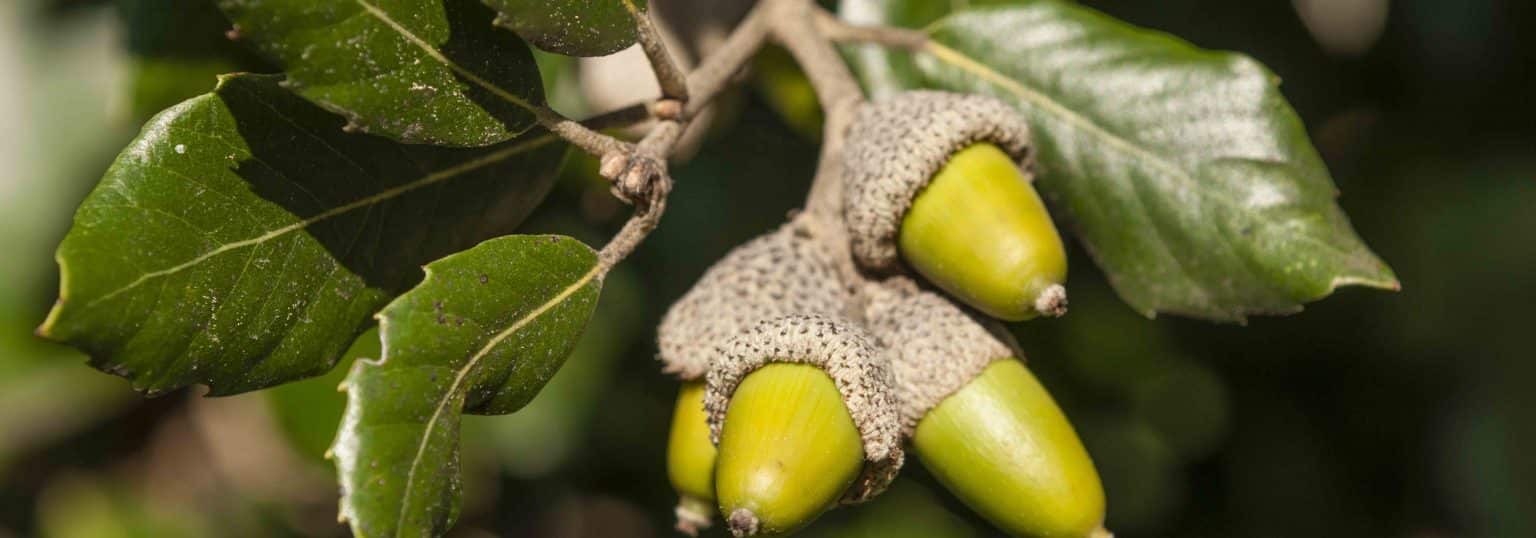 Forest Honey honeydew from the leaves of the trees HoneyGreen